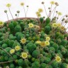 Монантес Monanthes polyphylla - черенок