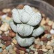 Crassula deceptor
