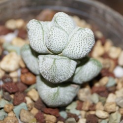 Crassula deceptor