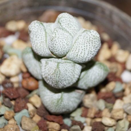 Crassula deceptor