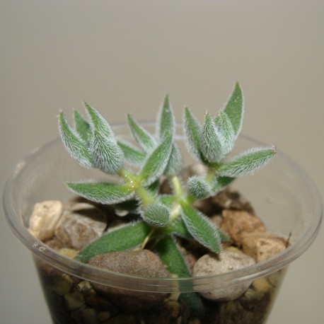 Crassula mesembryanthemoides
