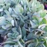 Crassula Blue Bird