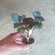 Crassula Blue Bird