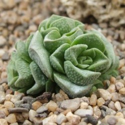 Crassula Dorothy