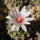 Turbinicarpus panarottoi