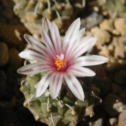 ъ26 Турбиникарпус Turbinicarpus panarottoi