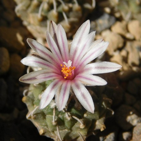 Turbinicarpus panarottoi