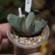 Gasteria  baylissiana x glomerata