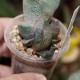 Gasteria  baylissiana x glomerata