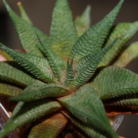 Haworthia limifolia striata x koelmaniorum