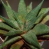 Хавортия Haworthia limifolia striata x koelmaniorum