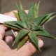 Haworthia limifolia striata x koelmaniorum