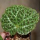 Begonia melanobulata
