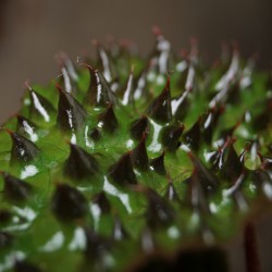Begonia melanobulata