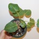 Фикус Ficus arnottiana