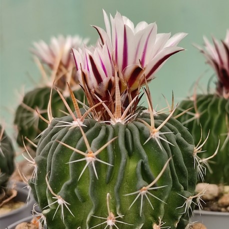 Echinofossulocactus multicostatus