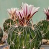 Эхинофоссулокактус Echinofossulocactus multicostatus