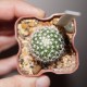 Echinofossulocactus multicostatus
