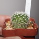 Echinofossulocactus multicostatus