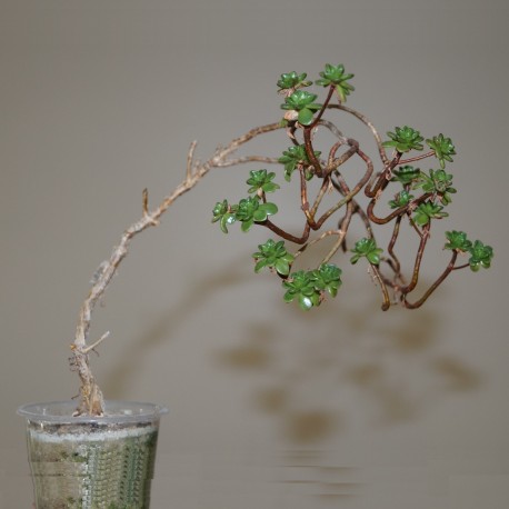 Aeonium sedifolium