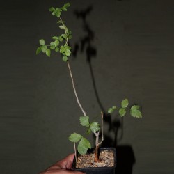Bursera fagaroides