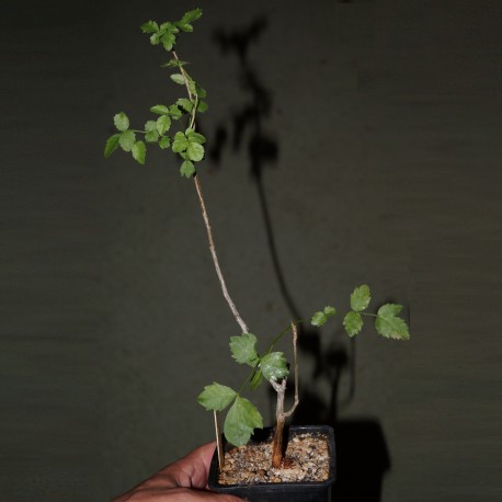 Bursera fagaroides