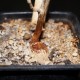 Bursera fagaroides