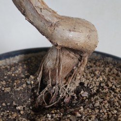 Брахихитон наскальный Brachychiton rupestris
