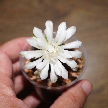 Гимнокалициум Gymnocalycium damsii