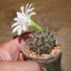 Гимнокалициум Gymnocalycium damsii