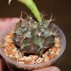 Гимнокалициум Gymnocalycium damsii