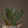 Haworthia scabra starkiana