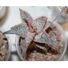 Алоэ Aloe сортовое Christmas Carol