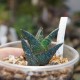 Haworthia venosa granulata