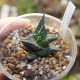 Haworthia venosa granulata
