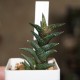 Haworthia nigra diversifolia