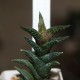 Haworthia nigra diversifolia