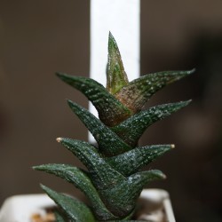 Haworthia nigra diversifolia