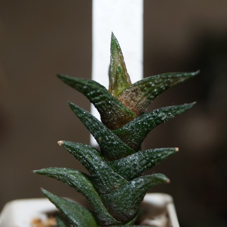 Haworthia nigra diversifolia