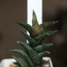 Хавортия Haworthia nigra diversifolia