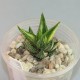 Haworthia attenuata variegata yellow