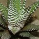 Haworthia fasciata Big Band
