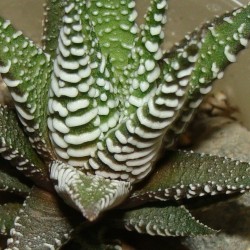 Haworthia fasciata Big Band