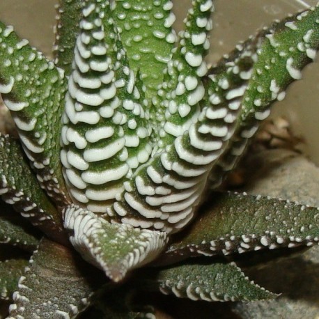 Haworthia fasciata Big Band