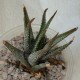 Haworthia attenuata radula