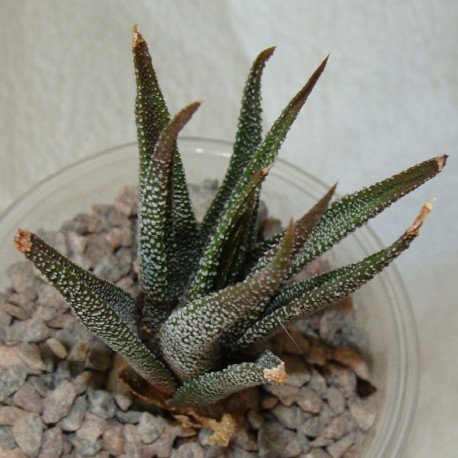 Haworthia attenuata radula