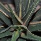 Haworthia radula variegata