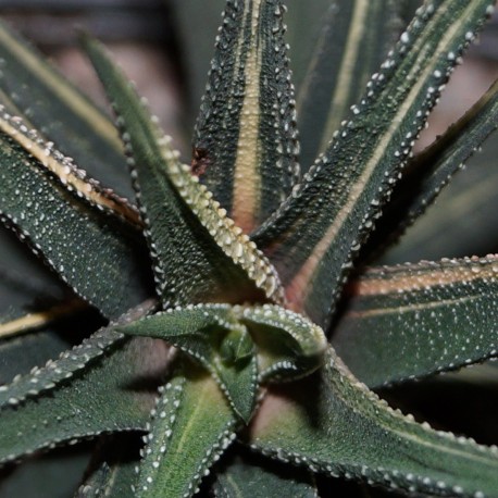 Haworthia radula variegata