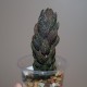 Haworthia reinwardtii