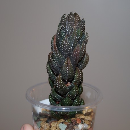 Haworthia reinwardtii